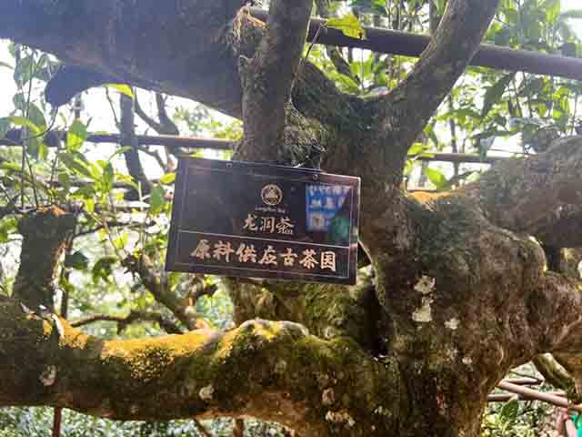 云南龙润茶业