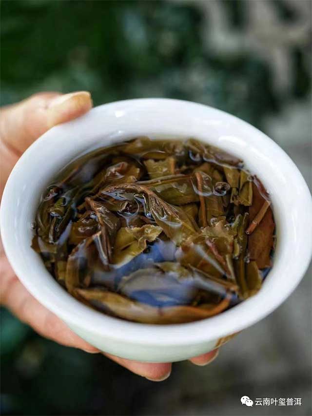 叶玺普洱易武正山普洱茶品质特点