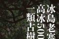 世昌兴|冰岛老寨高冰500年一类古树·2023年头春茶上市！限量99罐