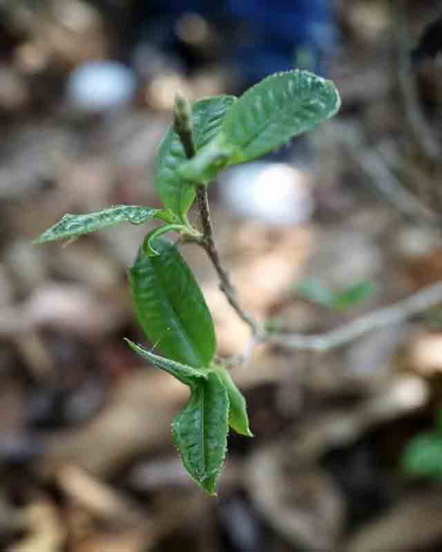 暖暖说茶