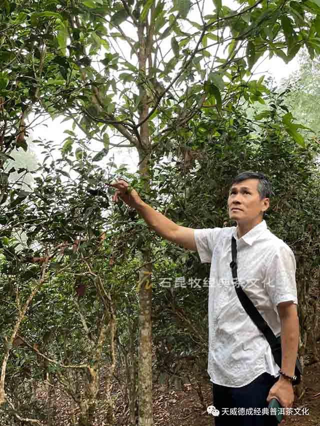 天威德成景迈茶山行记