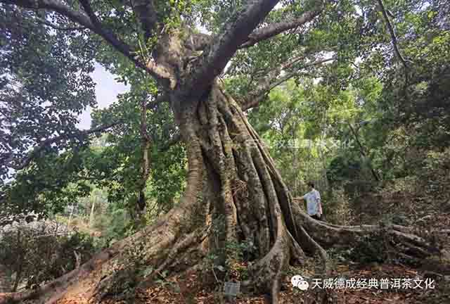 天威德成景迈茶山行记