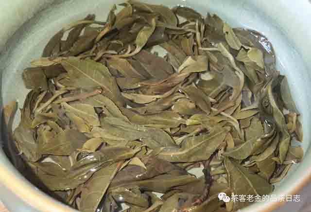 2023年大黑树林茶王树普洱茶