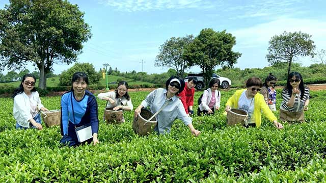 游客在怡清源茶业茶园基地体验采茶