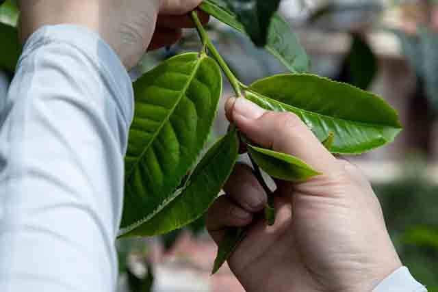 老同志入山里头春茶品第五场