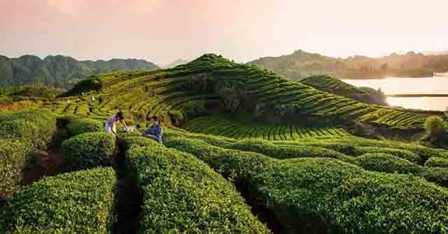 湖北英山的秀丽茶园