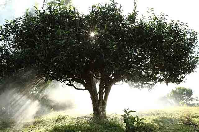 六大茶山贺开普洱茶博物馆