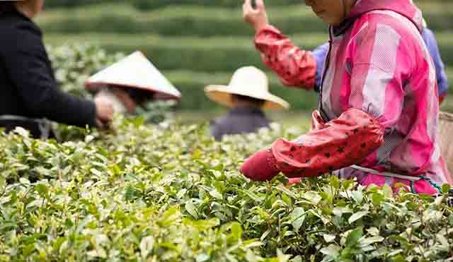 云南龙润茶业521国际茶日