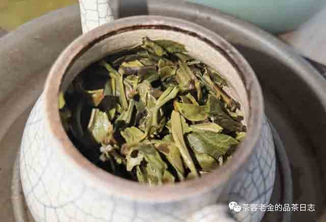 茶者无喧2023年倚邦有林M普洱茶