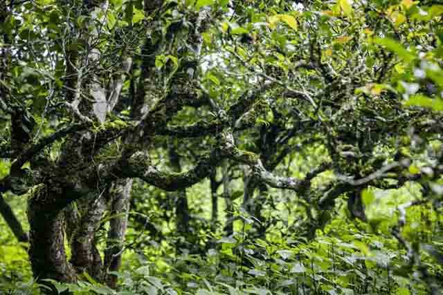 合和昌有机大树茶园基地