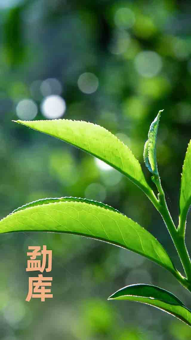 老同志大叶东方普洱茶