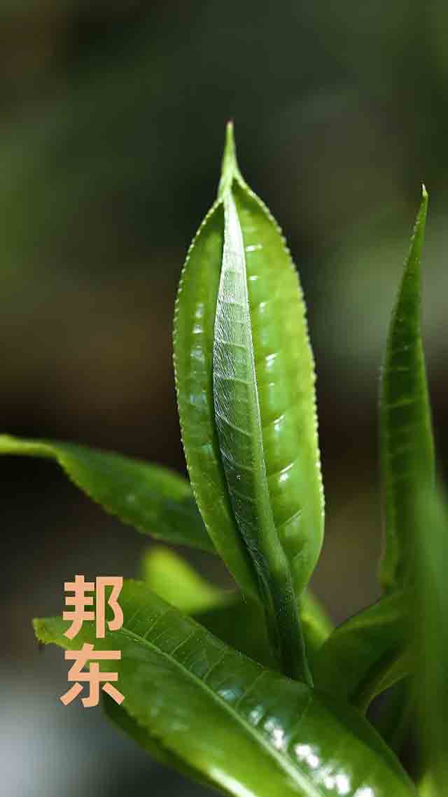 老同志大叶东方普洱茶