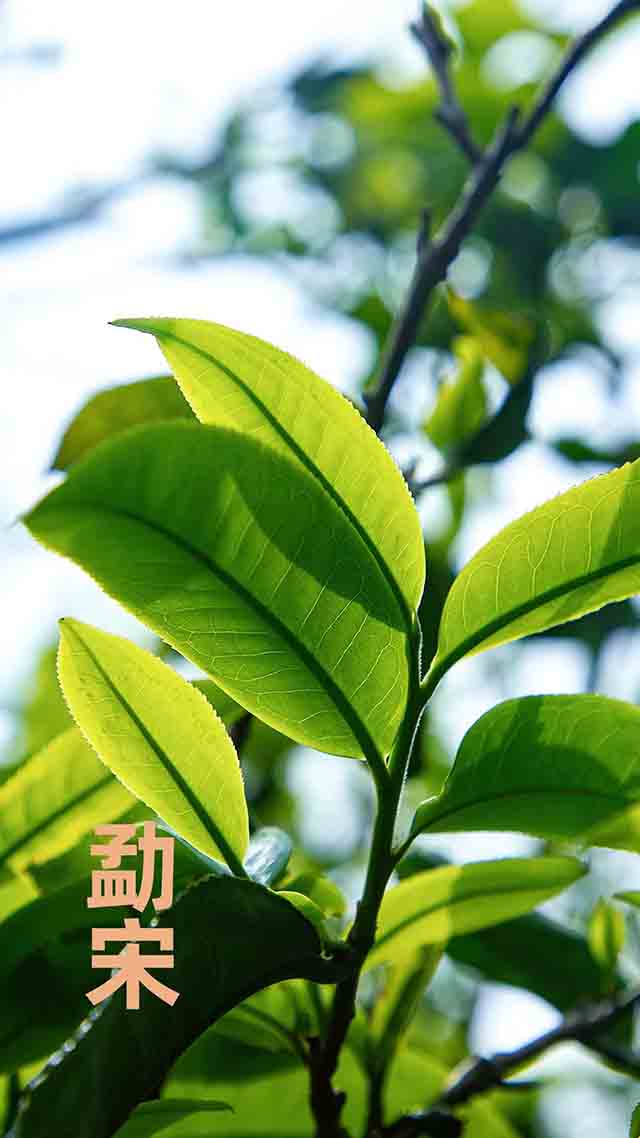 老同志大叶东方普洱茶