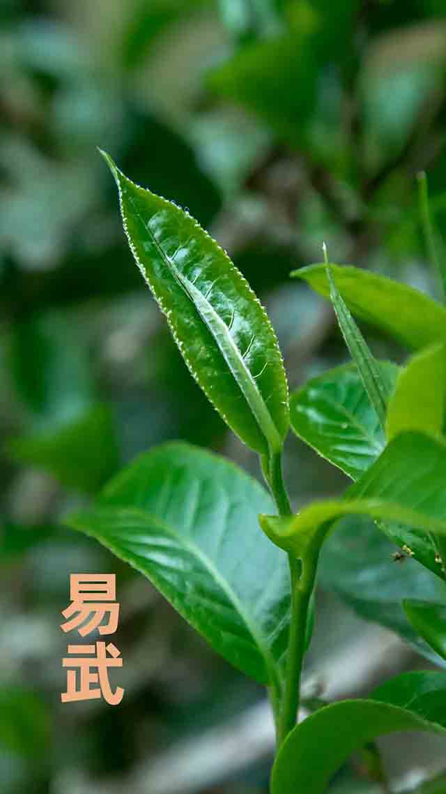 老同志大叶东方普洱茶