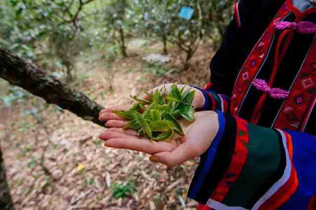 2023龙润茶布朗山生茶熟茶