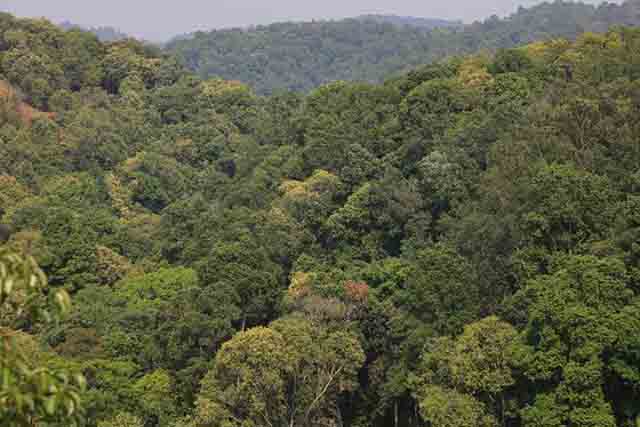 2023龙润茶布朗山生茶熟茶