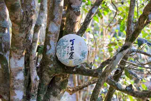 龙润茶易武茶