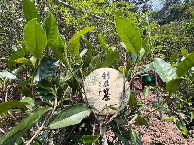 龙润茶易武茶