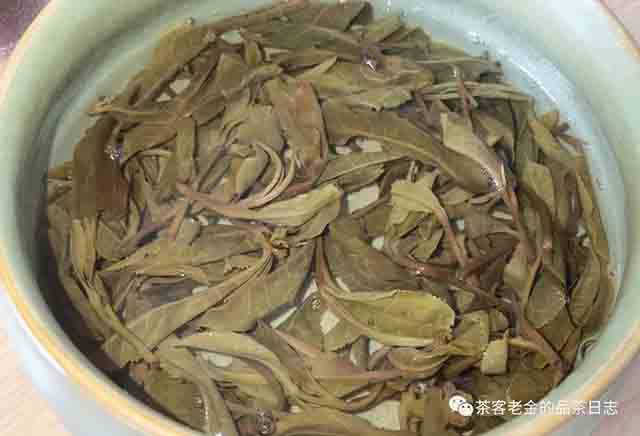 栩月古茶2023年麻黑三棵树普洱茶