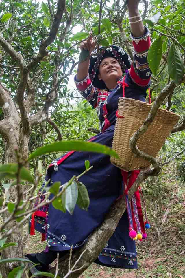 首届墨江景星凤凰山古茶节举办