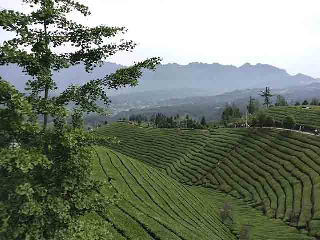 走马镇木耳山茶园