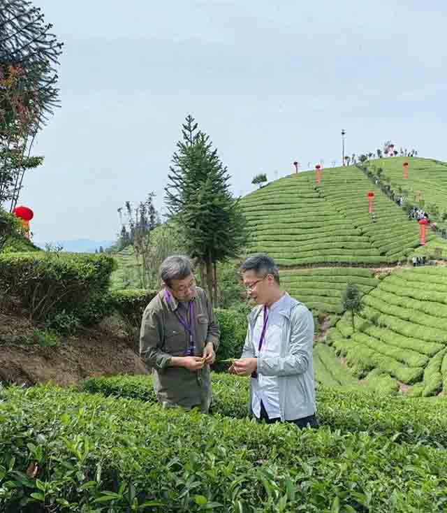 记者与当地茶企管理者交流鹤峰茶发展