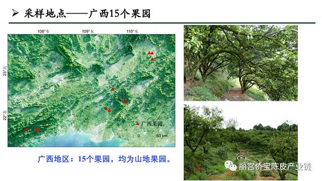 新会陈皮地道性的相关因素