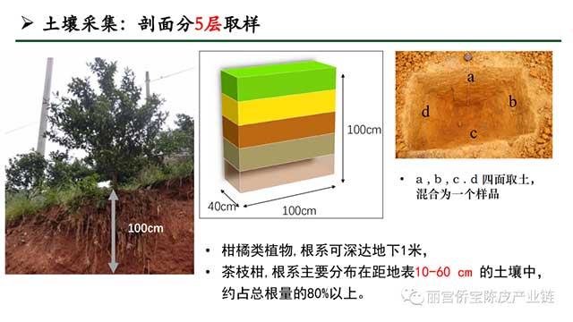 新会陈皮地道性的相关因素