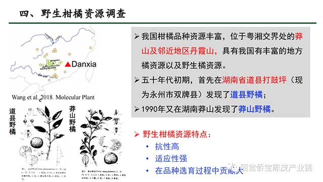 新会陈皮地道性的相关因素
