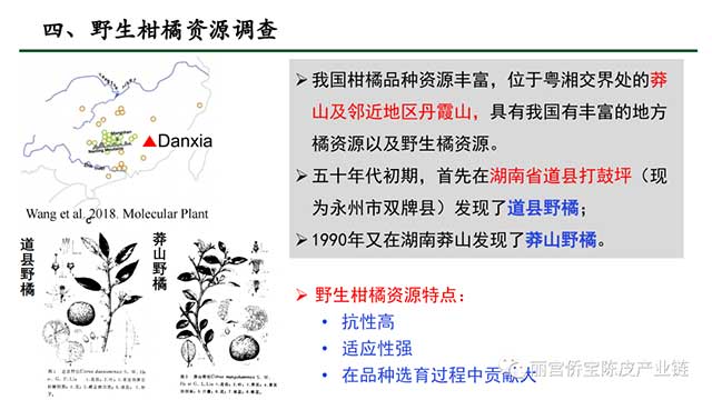 新会陈皮地道性的相关因素