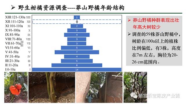 新会陈皮地道性的相关因素