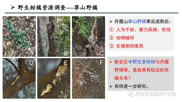 新会陈皮地道性的相关因素