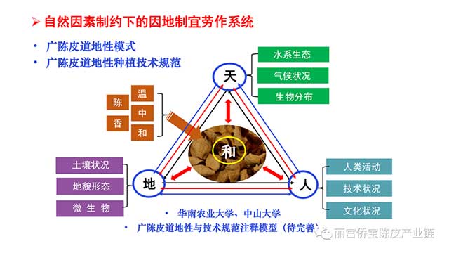 新会陈皮地道性的相关因素