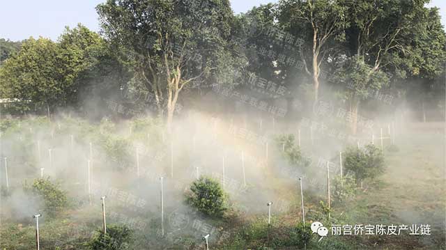 新会陈皮地道性的相关因素