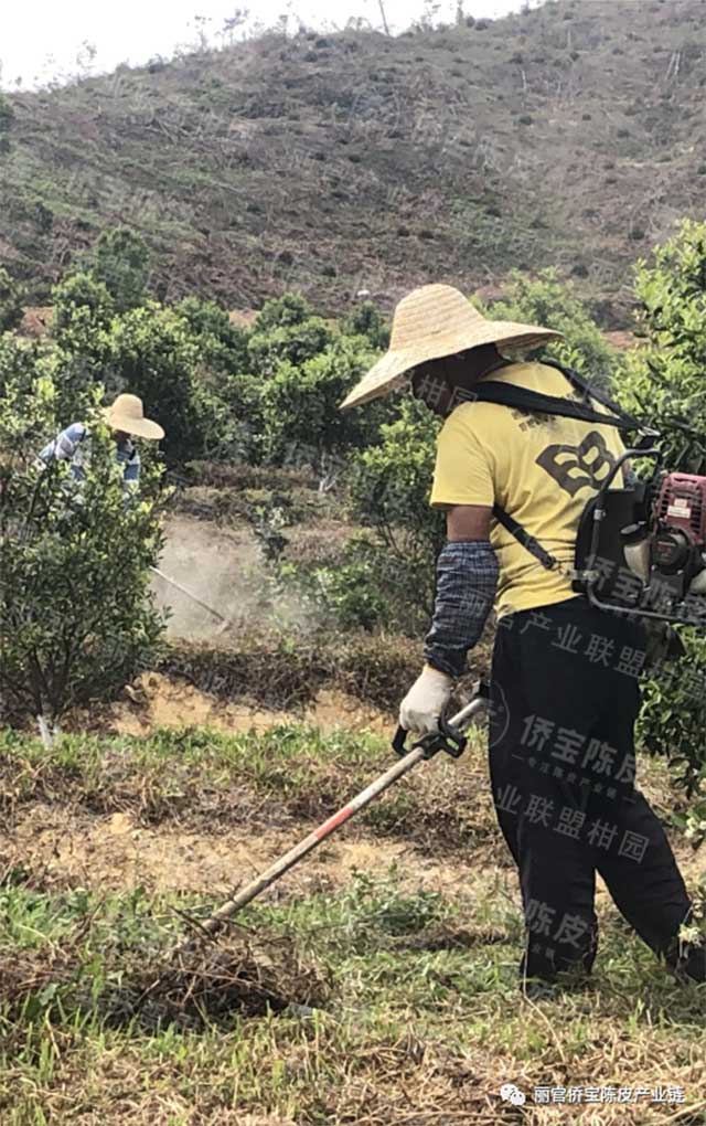 新会陈皮地道性的相关因素