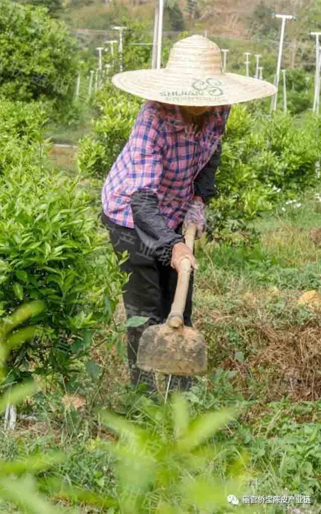 新会陈皮地道性的相关因素