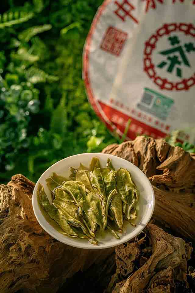 2023中茶有机普洱茶品质特点