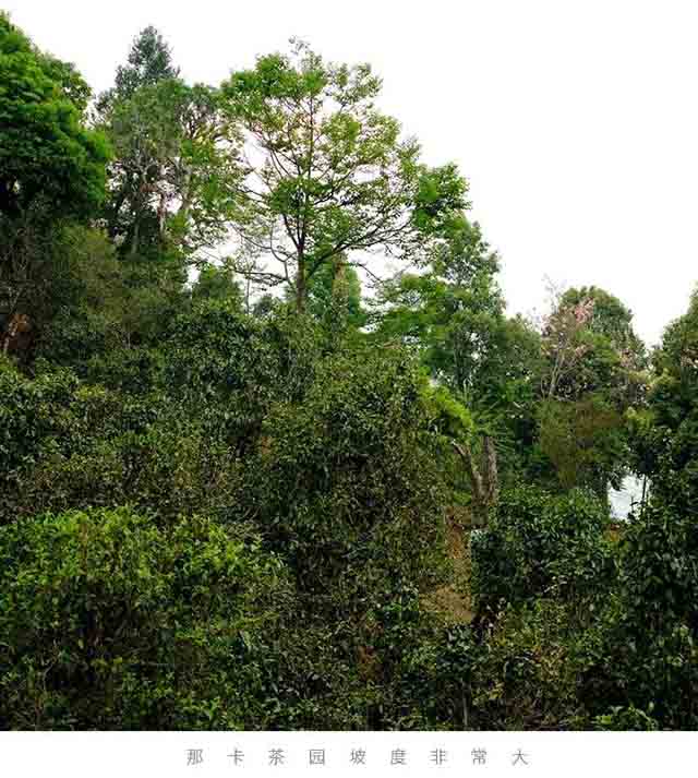 荣瑞祥小班章那卡茶普洱茶品质特点