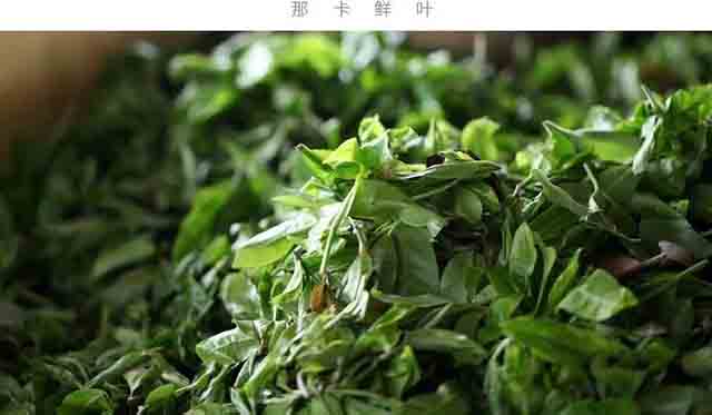 荣瑞祥小班章那卡茶普洱茶品质特点