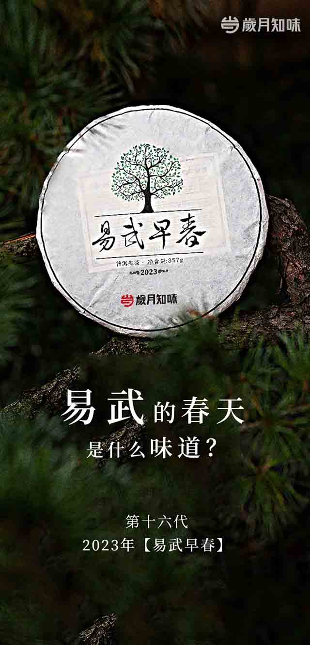 岁月知味2023年易武早春普洱茶品质特点