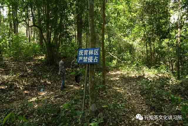 蛮砖山洪水河寻茶记