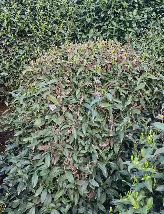 杭州市西湖区受旱灾影响的茶树还未完全恢复汪朝江供图