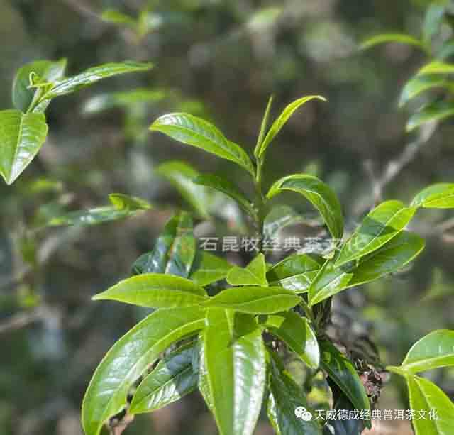 天威德成普洱茶