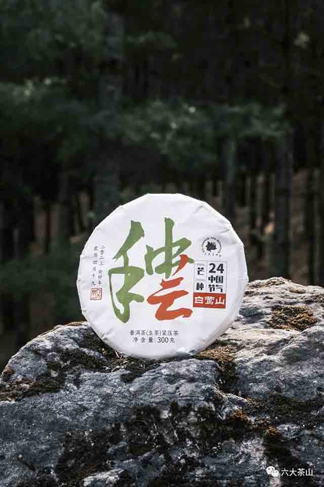 六大茶山节令生茶芒种普洱茶品质特点