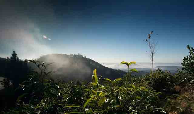 2023龙润茶悦享普洱茶生茶熟茶