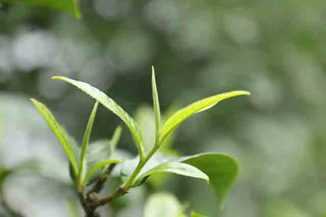 中茶茗山冰岛母树普洱茶品质特点