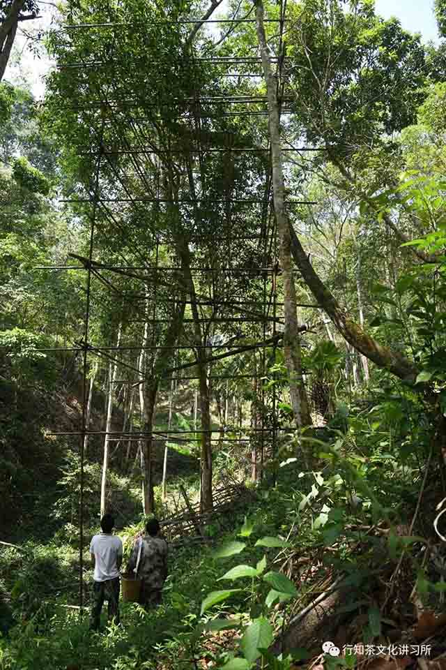 蛮砖山纳竜坝寻茶记