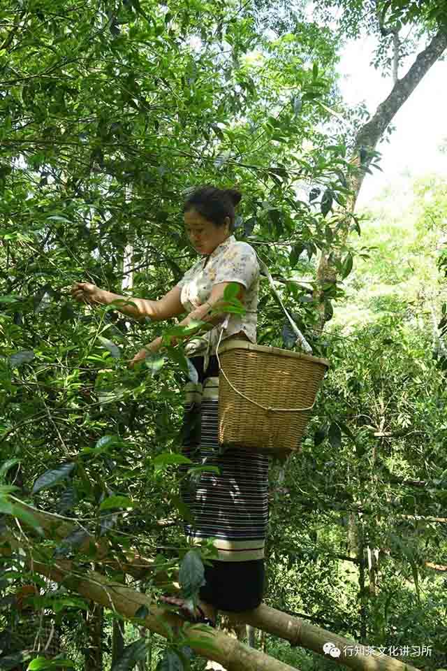 蛮砖山纳竜坝寻茶记