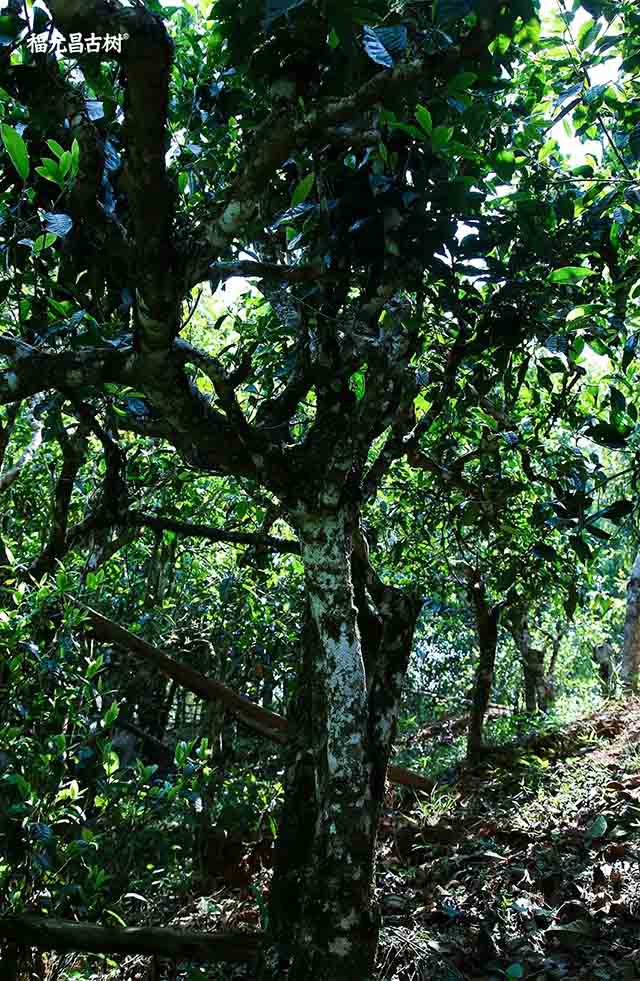 福元昌茶厂回甘岭森林班章茶