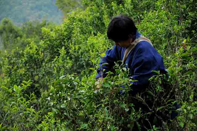 采摘春茶